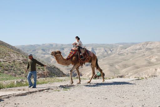 camel bedouin