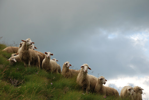 macedonian sheep