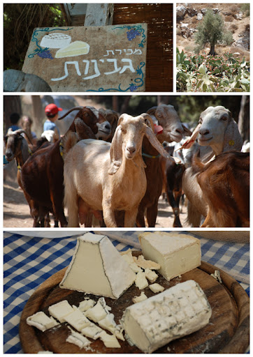 har haruach dairy farm