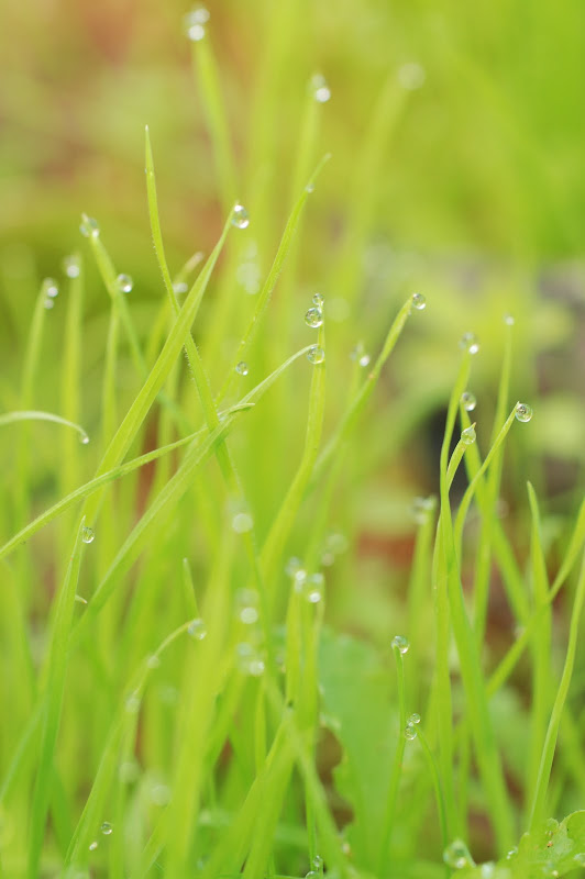 rain drops on grass