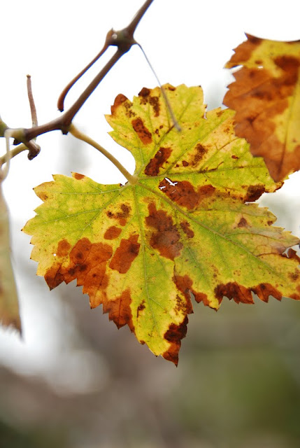 grape leaf