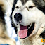 kutya_portre-3050684.jpg