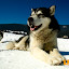 kutya_portre-3050880.jpg