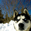 kutya_portre-3050971.jpg