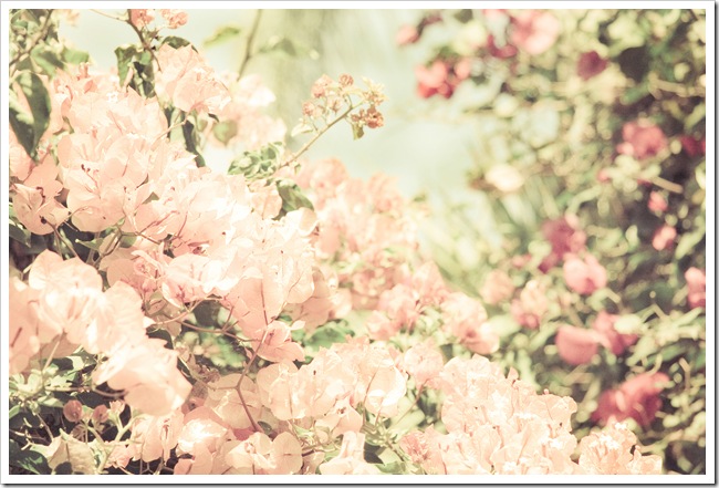 bougainvillea near tom cruise's house