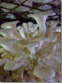DSCF2297
