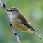 Grey Whistler