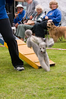 Ears flying