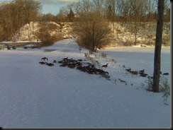 geese2