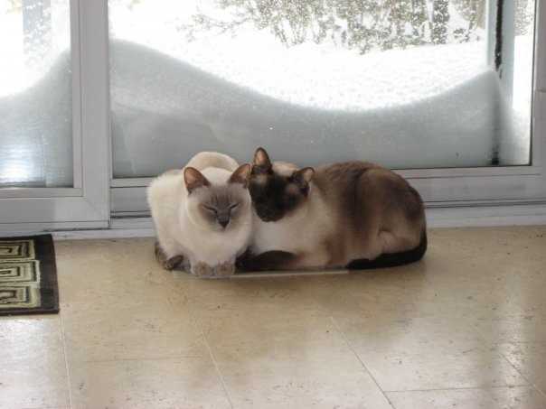 [cats[2].jpg]