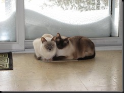 cats