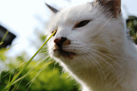 [anigif[7].gif]