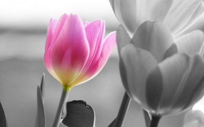 Tulipanicolor1