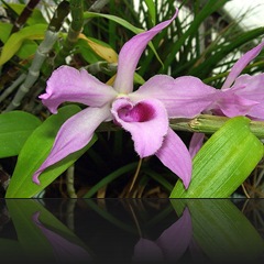Dendrobium Dendrobium