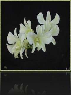Dendrobium Dendrobium