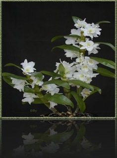 Dendrobium Dendrobium
