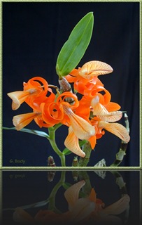 Dendrobium Dendrobium