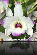 Dendrobium Dendrobium
