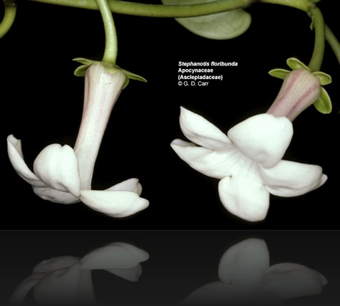 stephanotis stephanotis
