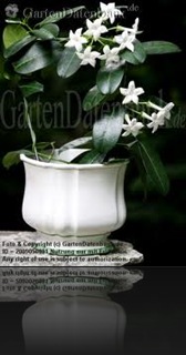 stephanotis stephanotis