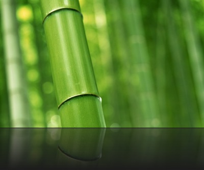 1287385759_1920x1200_part-of-the-green-bamboo