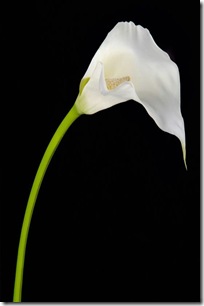 L’Arum blanche