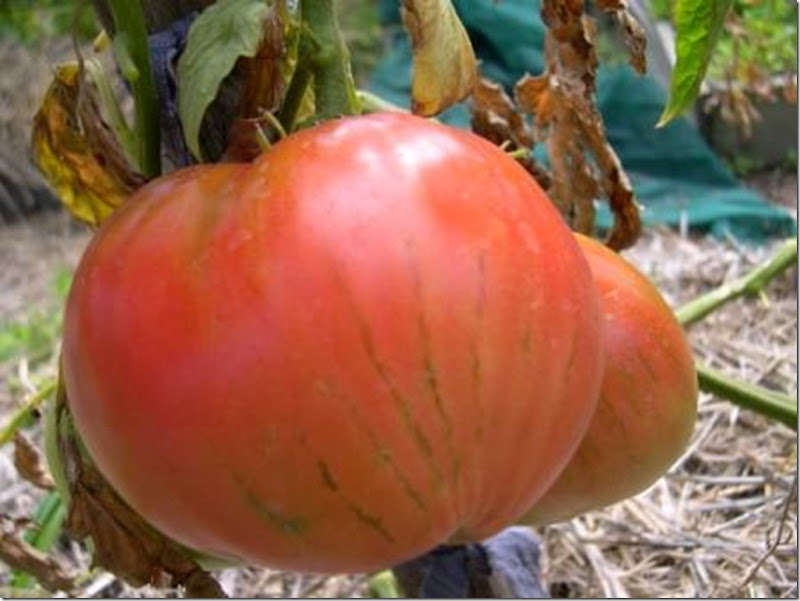 Tomat ….. beberapa pemikiran