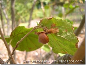 hazelnut