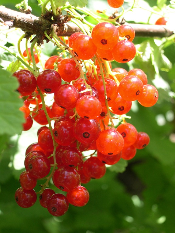 [red currants 2[2].jpg]