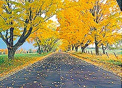 [roadhome[1].jpg]