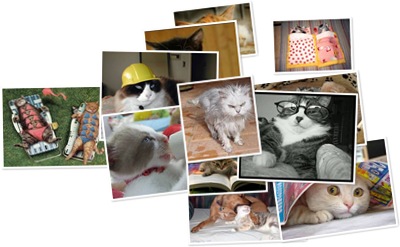 View Cat Family