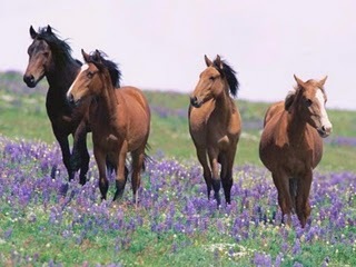 [field-flower-horses[3].jpg]