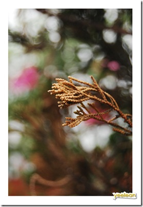 branches