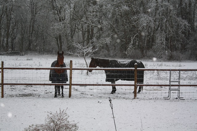 [snowy horses[4].jpg]