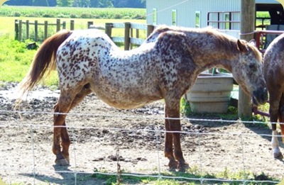 wild horse