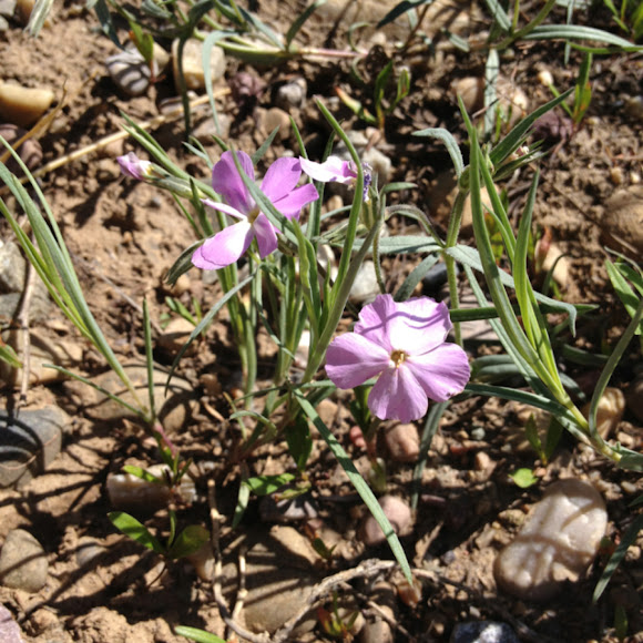Spotting Image 1