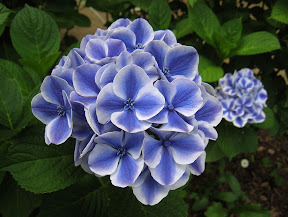 large imageへ