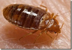 bed-bug bed-bug
