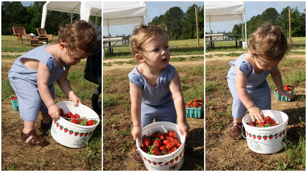 [Strawberry Farm2[2].jpg]