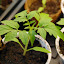 Tomato 'Purple Calabash' (#1)