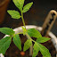 Tomato 'Great White'