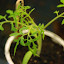 Tomato 'Silvery Fir Tree'