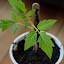 Tomato 'Snowberry' - For Barb