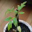 Tomato 'Snowberry' - For Barb (2)