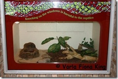 Cape Cobra Display (1)