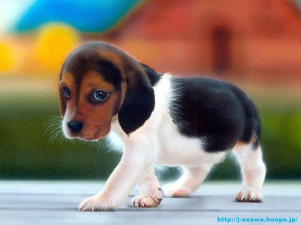 [beagle-puppy[3].jpg]