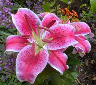 flower tattoo flower tattoo