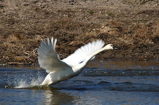 Tundra+Swan2-SM.JPG