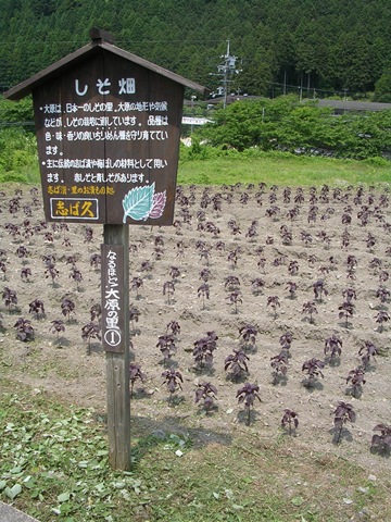 [DSCN8985[2].jpg]
