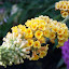 Butterfly Bush Honeycomb Yellow